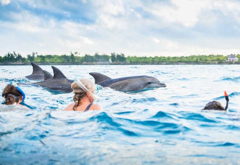 Dolphin Tours